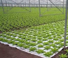 Sewtex supplies Crop Guard materials fro seedling protection